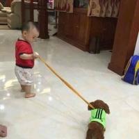 Chó biết đi biết hát 26 bài đáng yêu